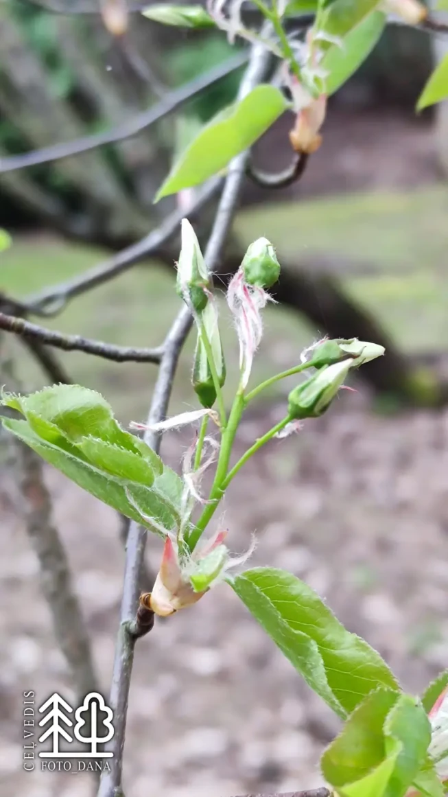 Amelanchier lamarckii